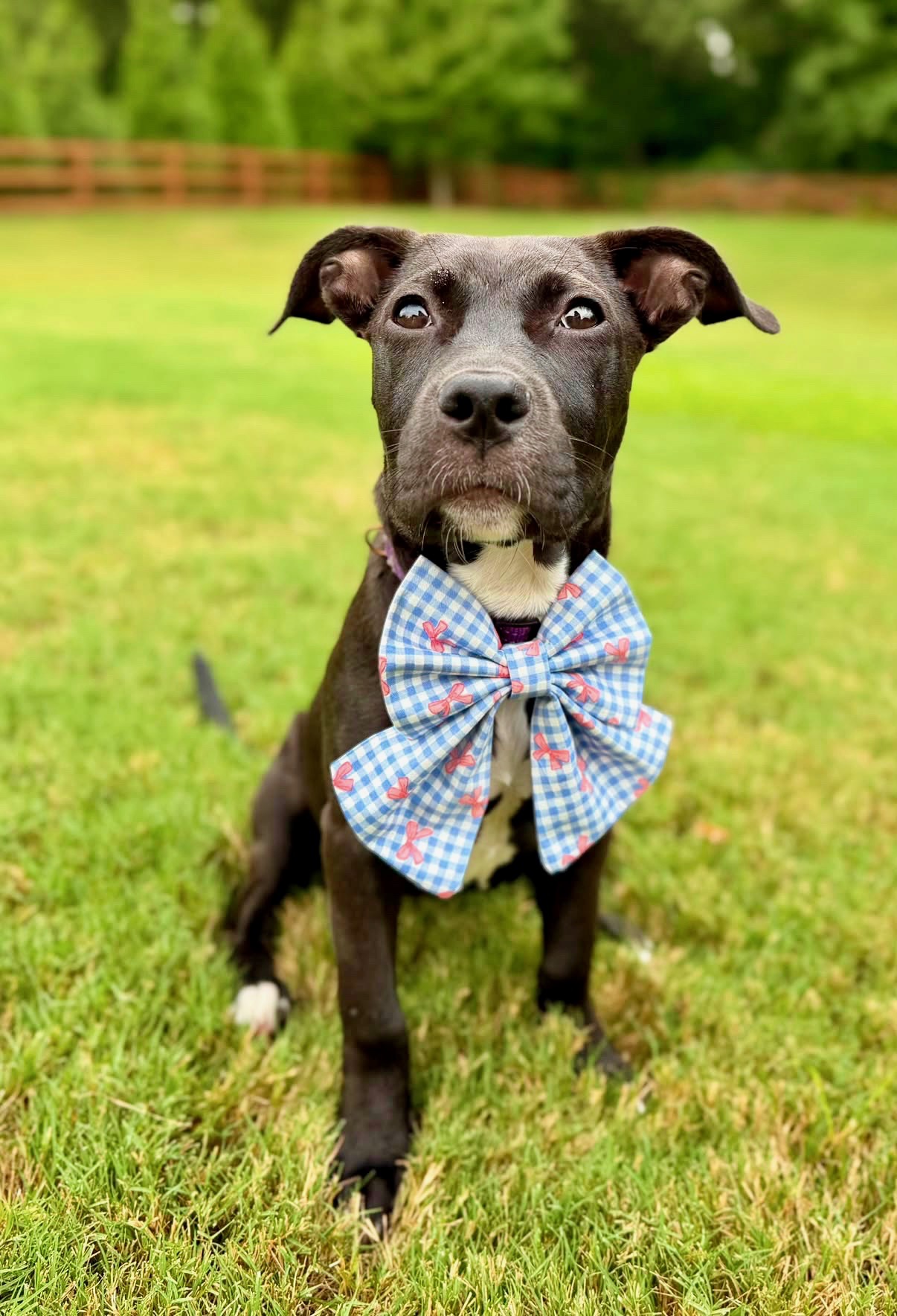 A black dog sitting in the grass wearing a blue gingham bow with pink bows printed on it